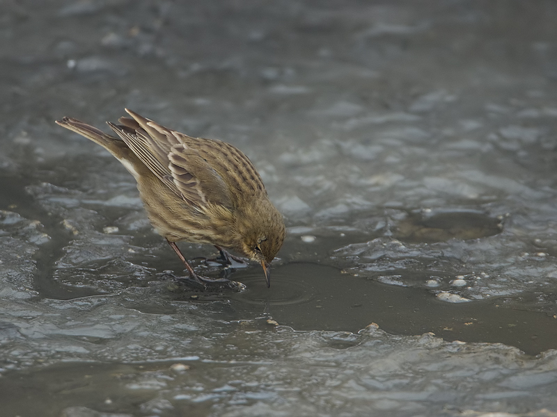 Anthus petrosus Oeverpieper Rock Pipit